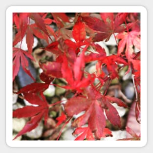 Autumn Acer Sticker